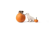 The Benefits of Pumpkin for Your Dog or Cat