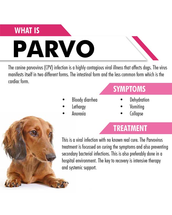 Parvolix-Pv Drops For Dogs & Cats, all4pet product, Dogs ...