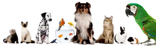 best pets for home, good firend pet, petshopindia